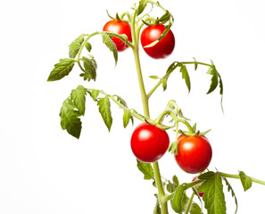 Tomato plant isolated on white background. Green seedling of fresh ripe red tomatoes, close up