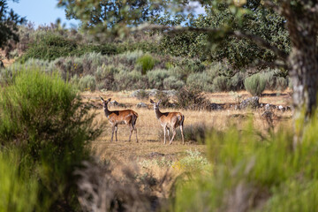 Cervus elaphus. Common or European red deer females. Valparaiso, Zamora, Spain.
