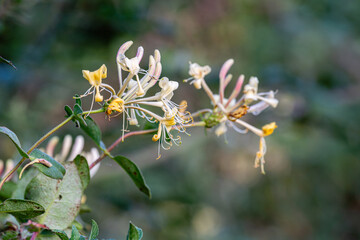 Etruscan Lonicera. Honeysuckle, branches with leaves and inflorescences.