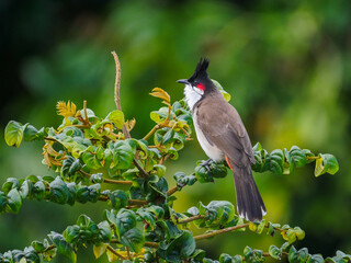 Red Whiskered Bulbul bird perching in natural environment in Mauritius - Pycnonotus jocosus