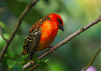 Bright red Fody bird perching in natural environment 