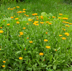 Summer background with marigold flowers in sunlight.