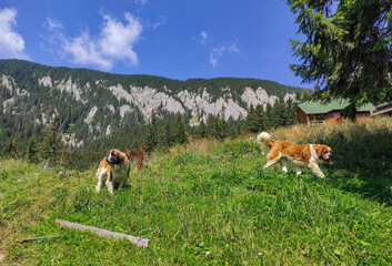 Two big female and male dogs from the breed Saint Bernard on alpine pasture in the Carpathian mountains of Romania
