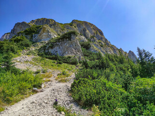Fototapeta na wymiar Picturesque landscape with climbing trail up in the Piatra Craiului Mountains , part of the Carpathian range in Romania , fir forest and cliffs