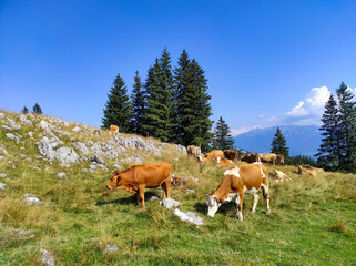 Picturesque alpine landscape in the Piatra Craiului Mountains , part of the Carpathian range in Romania , with herd of cows grazing on alpine pasture