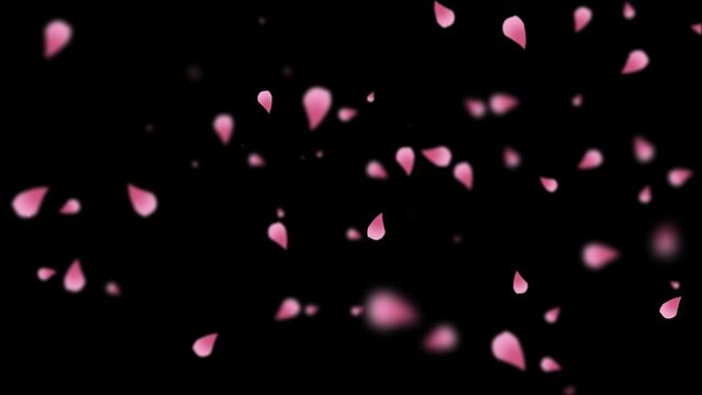 cherry blossom petals. Animation beautiful cherry blossom petals fall on black screen