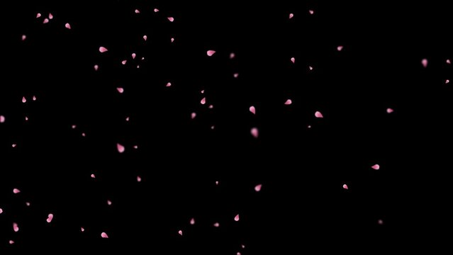 cherry blossom petals. Animation beautiful cherry blossom petals fall on black screen