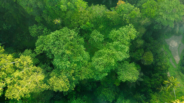 Green Forest Tree Wallpaper Backgroun Top View