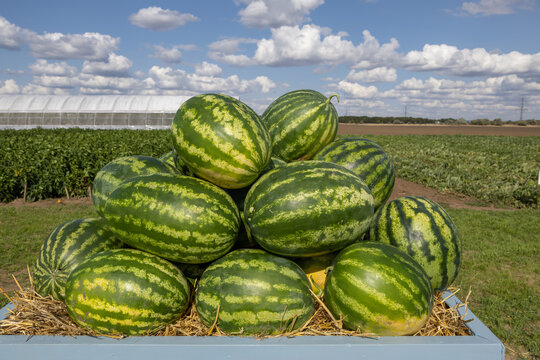 Watermelon on the green watermelon plantation in the summer. Agricultural watermelon field. Large ripe watermelons on the market.