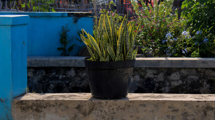 sansivera flowers in pots