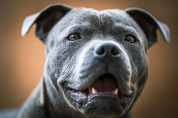 Adorable Close-up of Blue Staffy  DogEnglish Staffordshire Bull Terrier - 639137285