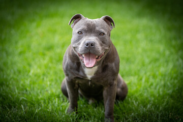 Adorable Close-up of Blue Staffy  DogEnglish Staffordshire Bull Terrier - 639137493