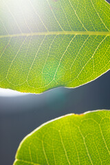 Micro close up of green leaf and copy space on grey background