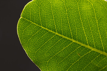 Micro close up of green leaf and copy space on grey background