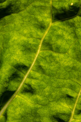 Micro close up of green leaf and copy space