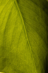 Naklejka na ściany i meble Micro close up of green leaf and copy space