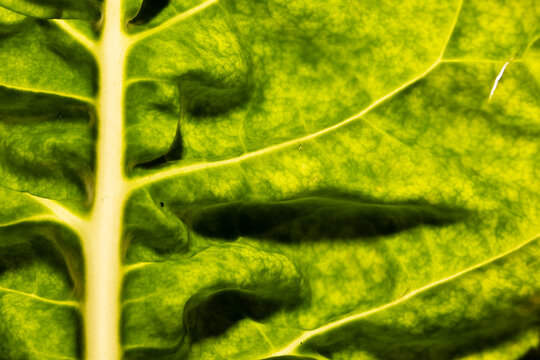 Micro close up of green leaf and copy space