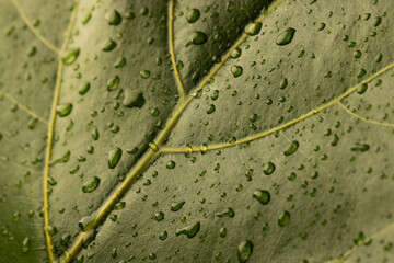 Micro close up of green leaf with water drops and copy space