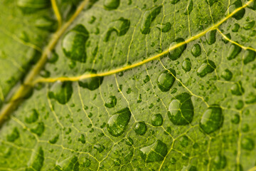 Micro close up of green leaf with water drops and copy space