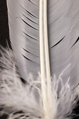 Micro close up of feather with copy space on black background