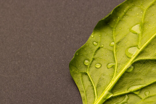 Micro close up of green leaf with water drops and copy space on grey background