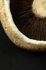 Micro close up of mushroom blades and cap