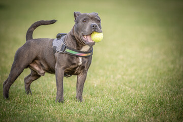 Adorable Close-up of Blue Staffy  DogEnglish Staffordshire Bull Terrier - 639139076