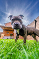 Adorable Close-up of Blue Staffy  DogEnglish Staffordshire Bull Terrier - 639139271