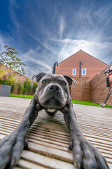 Adorable Close-up of Blue Staffy  DogEnglish Staffordshire Bull Terrier