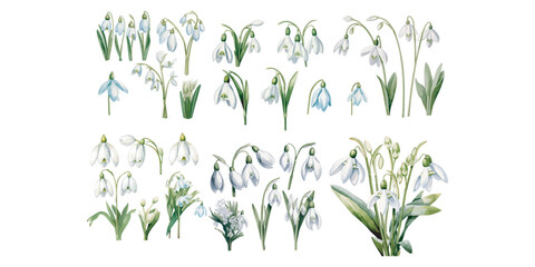 Fototapeta na wymiar Watercolor snowdrop flower clipart for graphic resources