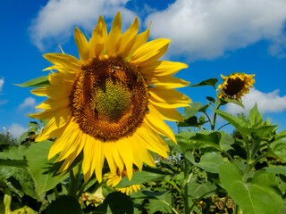 sunflower close-up on the blue sky and bees pollinate the flower