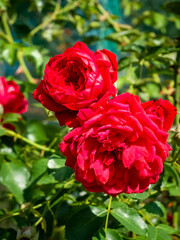 garden red roses hang on a branch close-up