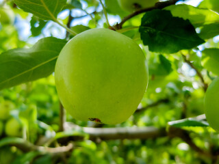 green apples hang on a branch of an apple tree close-up