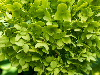 inflorescence of green hydrangea close-up. creative background idea