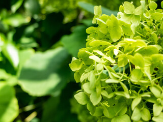 inflorescence of green hydrangea close-up. creative background idea