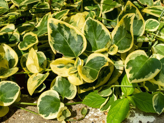white-green leaves of an ornamental plant close-up. creative background idea