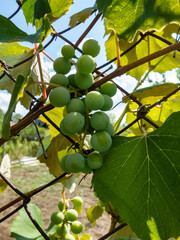 green grapes hanging on a branch close-up