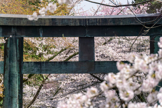 金刀比羅宮表参道「桜馬場」