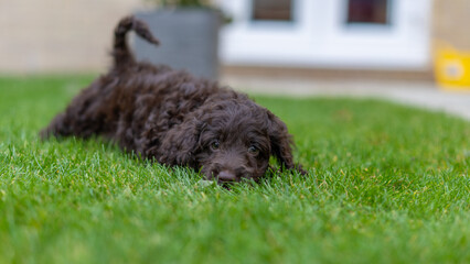 A cocker poodle puppy lying in the sun on a hot day. Puppy is waggling his tail in enjoyment. - 639142017