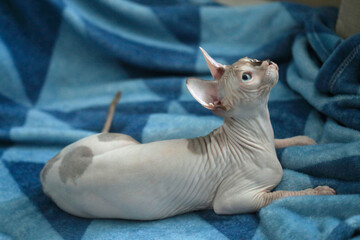 Portrait of cute sphinx cat