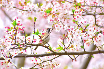 桜と雀