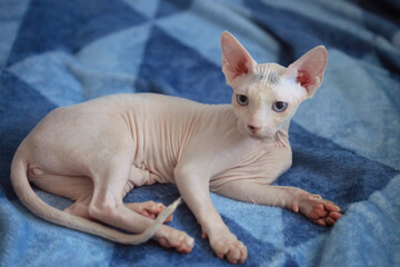 Portrait of cute sphinx cat