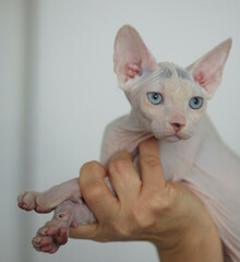 Portrait of cute sphinx cat