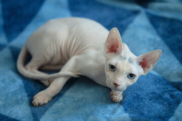 Portrait of cute sphinx cat