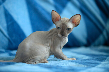 Portrait of cute sphinx cat