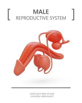 Realistic illustration of male reproductive system. Structure of men genital organ. Services of urologist, male doctor. Color poster on white background, place for text