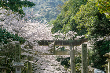 金比羅宮表参道の鳥居と桜