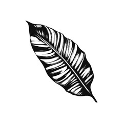 Tropical Leaf and Foliage on Stem Hand Drawn Sketch Vector Illustration