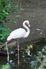 American flamingo or Caribbean flamingo. Big bird is relaxing enjoying the summertime.