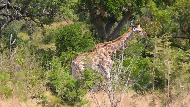 southern african cape giraffe walks through dense african grass shrubland